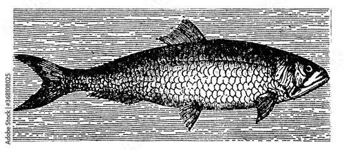 Shad or Clupea, vintage illustration.