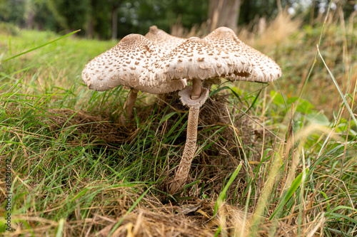 Mature flat caps and stipe with double ring collar of the edible Macrolepiota procera or Large Parasol Mushroom