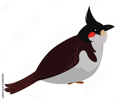 Cute bulbul bird, illustration, vector on white background