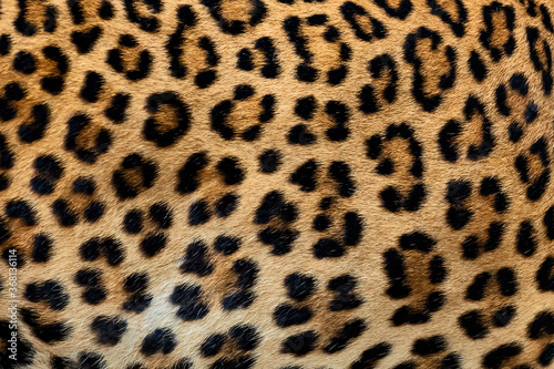 Leopard fur background (real fur)