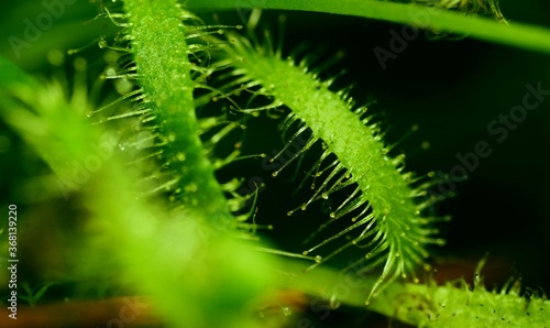 Rosiczka, łac. Drosera Capensis - jest rosliną odżywiającą sie owadami, które wabi imitując krople rosy.