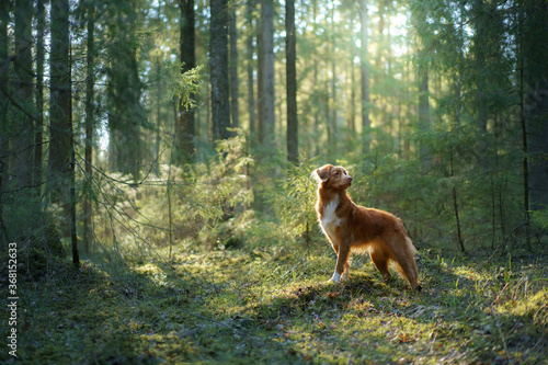 red dog in forest. Nova Scotia Duck Tolling Retriever in nature. Walk with a pet