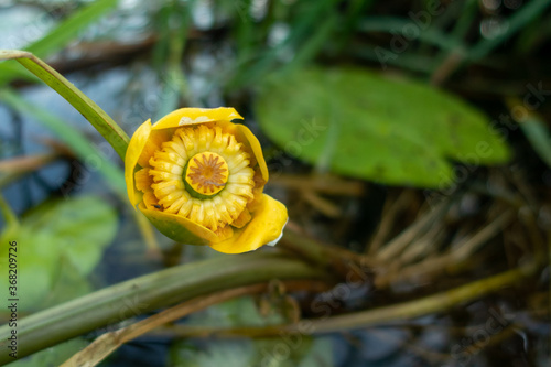 Grążel żółty, bączywie, Nuphar lutea