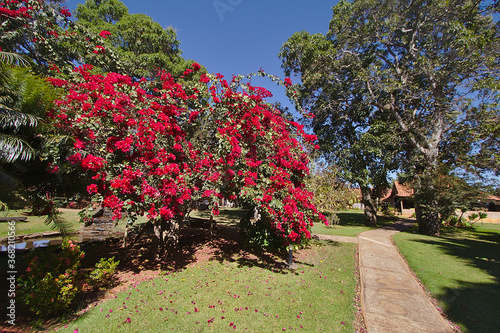Bougainville - Brazilian Red Flower This beautiful red flower is very common in Brazilian Savanna.