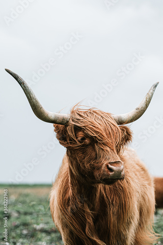 scottish highland cow