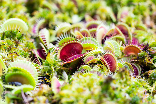 Venus flytraps on the hunt for food