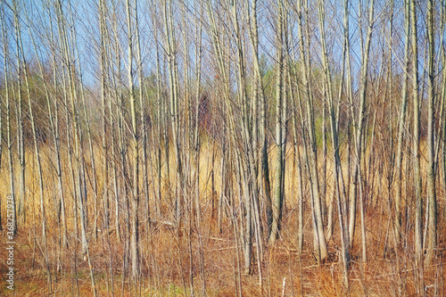 Autumn forest background. Trees background. Poplar trees 