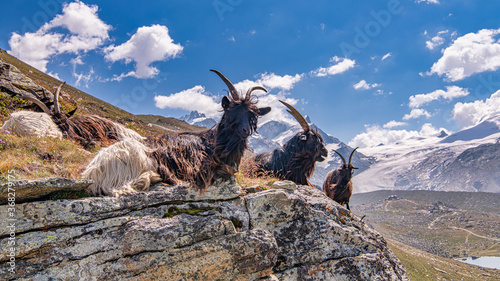 Black and white goats with glacier on background. Picturesque autumn scene of Swiss Alps, Zermatt village location, Switzerland, Europe. Beauty of nature concept background.