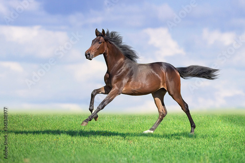 Horse run gallop on spring green meadow