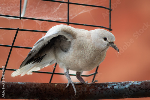 Un pollo de tórtola turca echando a volar.