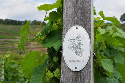 Vine plants with a "Tempranillo" sign on a vineyard in Radebeul 