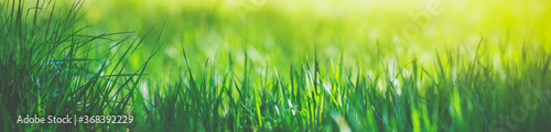 Fresh green grass background with sunlight in summer