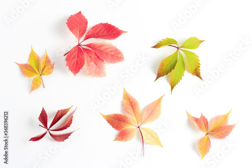 minimalistic autumn composition. beautiful pattern of multicolored leaves on a white background. flat lay, top view