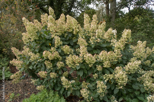 Autumn Flowering Cream Flowers of a Paniculate Hydrangea Shrub (Hydrangea paniculata 'Tardiva') Growing in a Woodland Garden in Rural Devon, England, UK