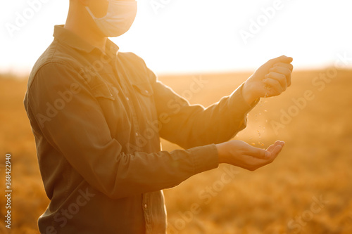 The farmer pours the grain on a wheat field at sunset. Man wearing face mask, protect from infection of virus, pandemic, outbreak and epidemic of disease on quarantine.