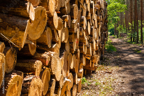 Deforested pinewood in the forest, tree trunks stored in the forest, fire wood stacked in a forest, cut down fir trees in a forest