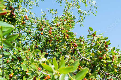 Jujube or ber or berry Ziziphus mauritiana . ripen jujube green fruits in leaves of tree