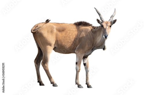 eland antelope isolated on white background.