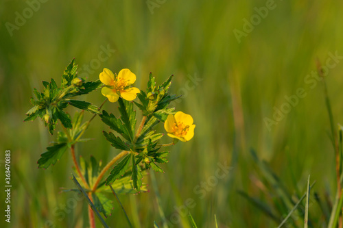 Potentilla erecta tormentil, septfoil or erect cinquefoil is a herbaceous perennial plant belonging to the rose family (Rosaceae). Tormentil, Potentilla erecta, this plant is used in herbal medicine.