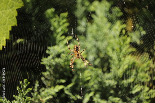 ogromna pajęczyna a w niej duży pająk czeka na zdobycz