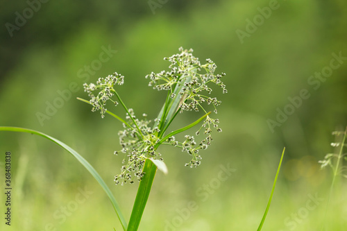 Scirpus sylvaticus is a species of flowering plant in the Cyperaceae family.