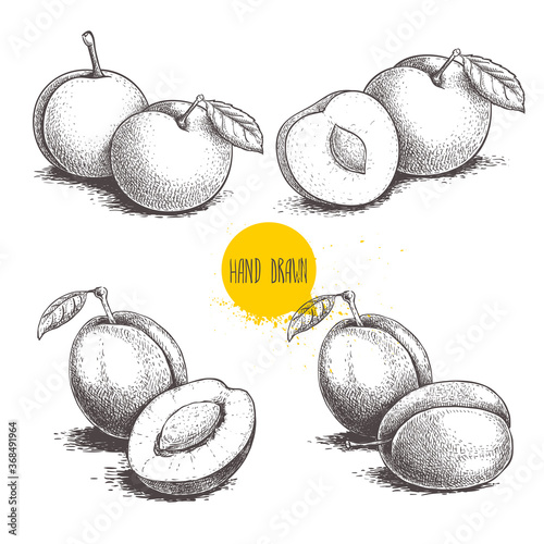 Different plums sketch set. Hand drawn illustration of ripe juicy plums and mirabelle plums. Whole and half fruit groups. Organic food vector drawings isolated on white background.