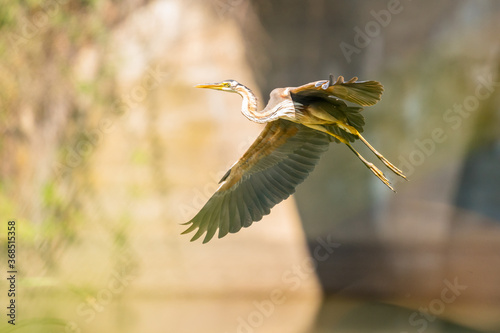 Ardea purpurea, Imperial heron in flight landing at its perch on the river