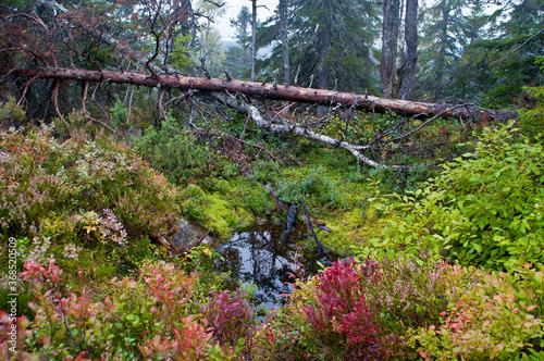 Pine forest in the region of North-Karelia, Finland