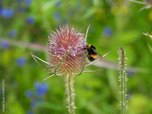 Bumblebee, Bombus, on a wild teasel flower in a summer meadow