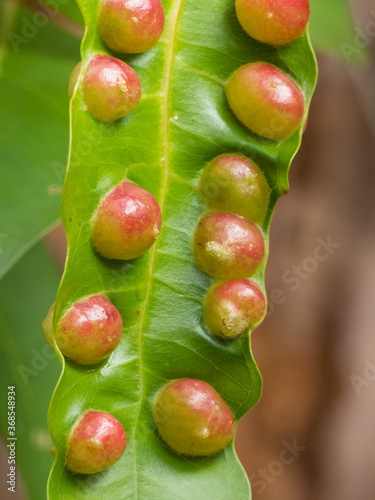 Plant galls growing on leaf of tree.