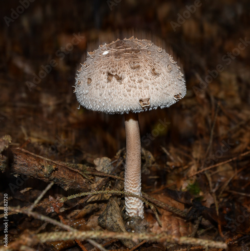 saffron schirmling parasol delicious food mushroom in the forest