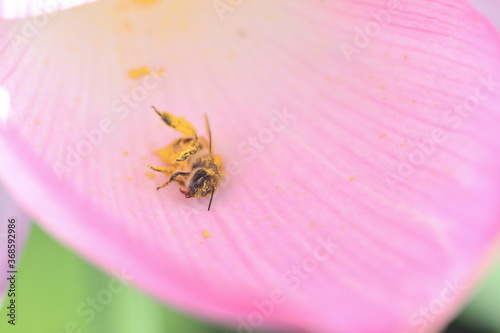 日本の蓮に花粉まみれの蜜蜂