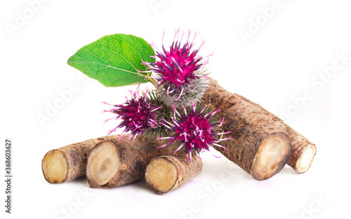 Burdock roots isolated white background. Prickly heads of burdock flowers on a white background. Treatment plant. Isolated on white