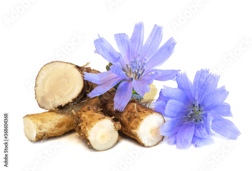 Dry roots of chicory and cichorium flowers isolated on white background. Common chicory or Cichorium intybus flowers. Isolated on white