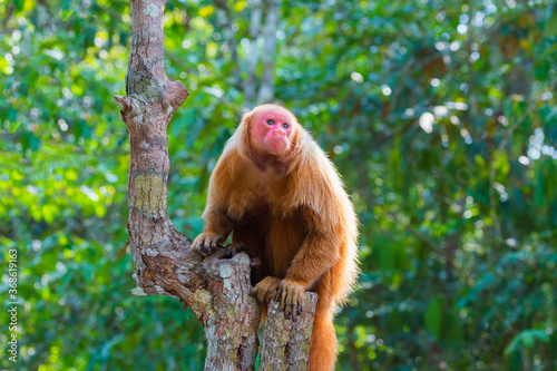 Red bald-headed Uakari monkey also known as British Monkey (Cacajao calvus rubicundus), Amazon state, Brazil