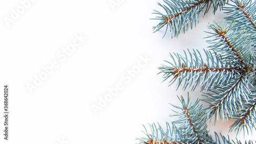 branches of a blue spruce on a white background. these trees grow throughout Europe.