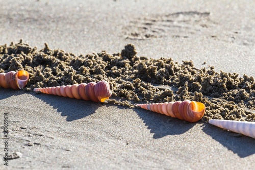 Shells in the sand