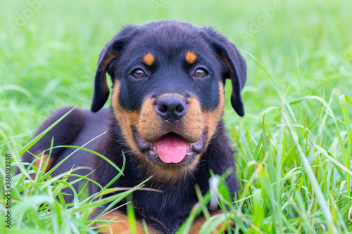 Portrait rottweiler puppy lies in green meadow