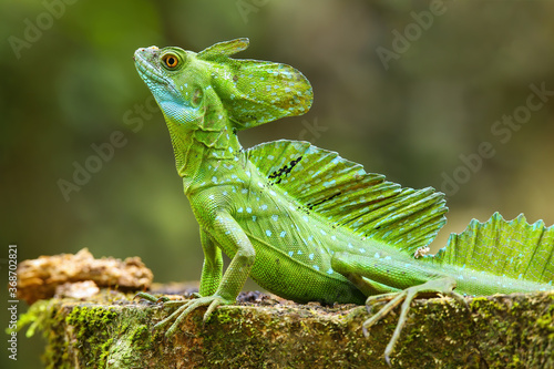 Male plumed basilisk (Basiliscus plumifrons) sitting on a stump