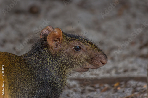 The red-rumped agouti (Dasyprocta leporina), also known as the golden-rumped, orange-rumped or Brazilian agouti, is a agouti from the family Dasyproctidae. It is native to northeastern South America