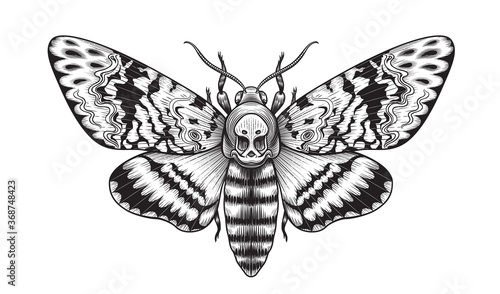 Vector Acherontia Styx Butterfly Isolated
