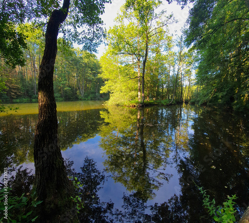 REZERWAT PRZYRODY NIEBIESKIE ŹRÓDŁA. TOMASZÓW MAZOWIECKI, POLSKA. 