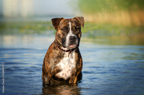brindle american staffordshire terrier funny dog ​​walk playing in water 