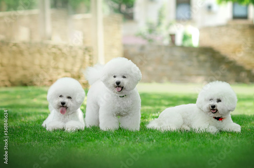 bichon frize cute dog white wool fun walk in the park 