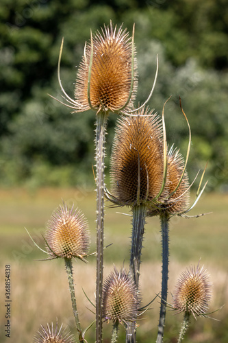 Teasels (Dipsacus) flowering in the Surrey countryside