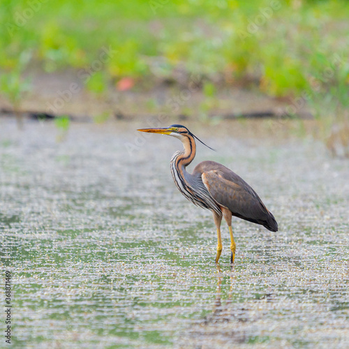 Purple heron or ardea purpurea is hunting in a pond or lake