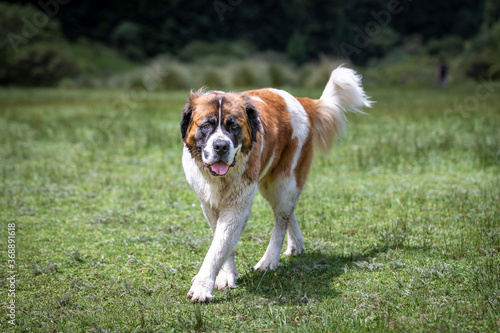 Big st bernard dog outside in valley