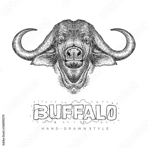 vector buffalo head, realistic animal illustration with hand drawn style