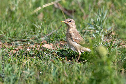 Close up of Isabelline wheatear (Oenanthe isabellina) sits on the ground