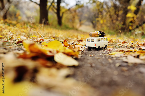 a small white toy car carries an acorn on the roof against the background of yellow autumn trees and forest. Autumn concept, Hello autumn, copy space, place for text.